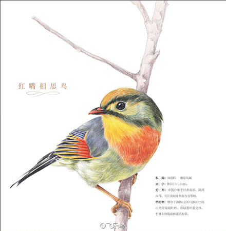 飞乐鸟作品鸟之绘Ⅱ据说今天是世界画鸟日那么鸟酱也来应个景吧画鸟是