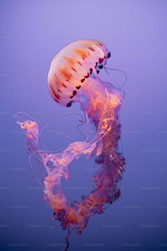 Jim27采集到海洋生物~~鲨鱼鲨鱼~~