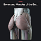 Bones and Muscles of the Butt