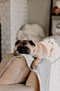 Dog, couch, sunlight and laying HD photo by sarandy westfall (@sarandywestfall_photo) on Unsplash : Download this photo by sarandy westfall (@sarandywestfall_photo)