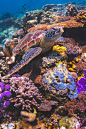 Turtle Reefs by Soren Egeberg: