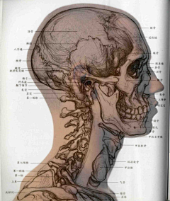 Toni008采集到人体解剖