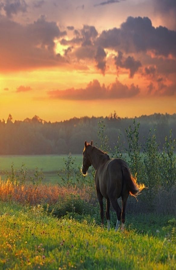 ♂ Horse and pretty s...