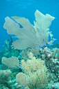 sea-fan-coral-reef-cuba-026583.jpg | Matthew Meier Photography