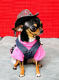 60+ Best Halloween Costumes For Chihuahuas