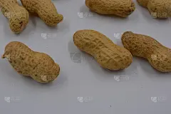 天然的花生在它们自己的棕色壳位于白色的背景。