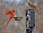 多功能鸟类喂食器设计，喂食同时还能拍摄鸟的各种美丽身影~| 全球最好的设计，尽在普象网 pushthink.com