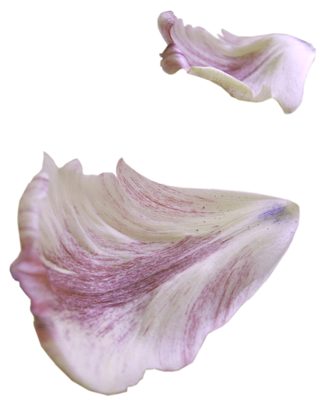花瓣花瓣 漂浮元素免抠png图片壁纸