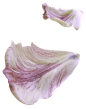 花瓣花瓣 漂浮元素免抠png图片壁纸