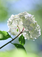 Hydrangea（绣球花、八仙花、紫阳花）White Hydrangea