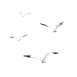 大雁