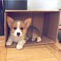 Corgis of Instagram (@corgi_ig)'s Instagram Profile | Tofo.me · Instagram网页版
