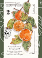 钢笔淡彩 秋柿｜附教程_1_枂汐Youki_来自小红书网页版