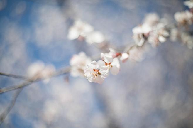 花花