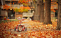 秋天落叶下的儿童车特写高清摄影图片