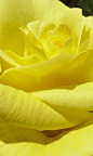 Yellow Rose