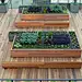 Custom-built steel planters nestle into raised wooden beds that double as bench seating.