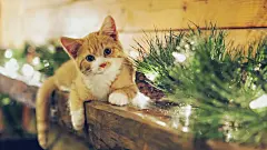 ID:1150369大图-高清晰萌猫锁屏桌面壁纸载下载