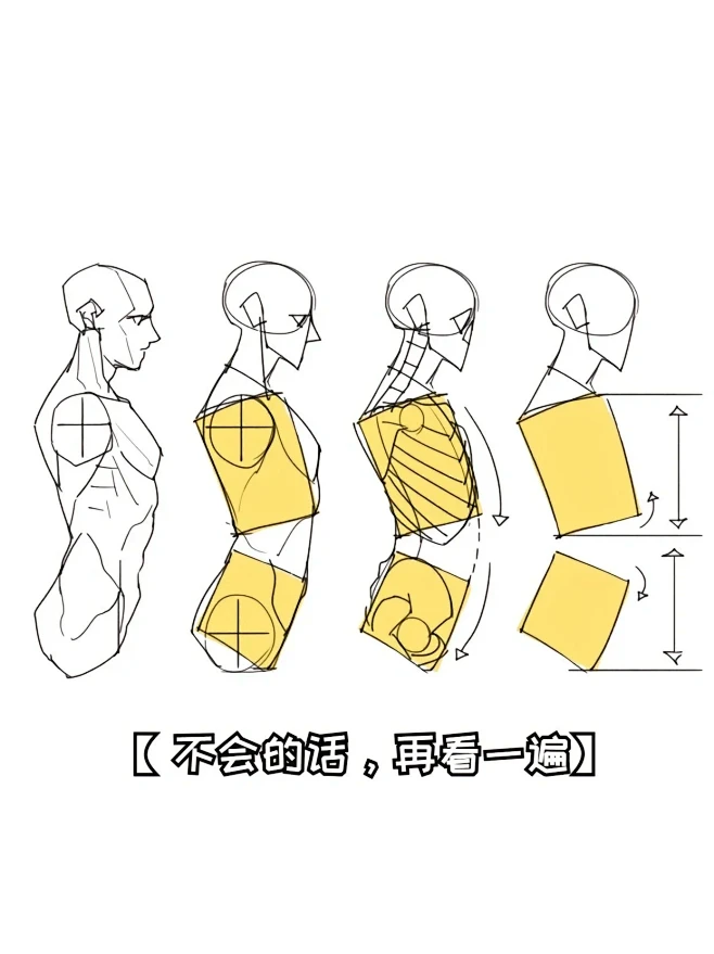 人体侧面画法-花瓣网