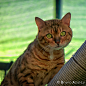 500px / Photo "Bengal Brown Spotted Tabby" by Bruno AzuLay