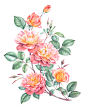 Watercolor roses : Watercolor roses