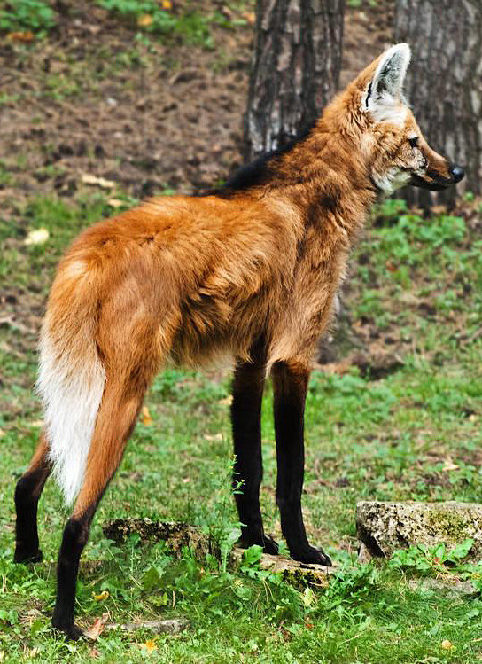 食肉目犬科犬亚科鬃狼属鬃狼