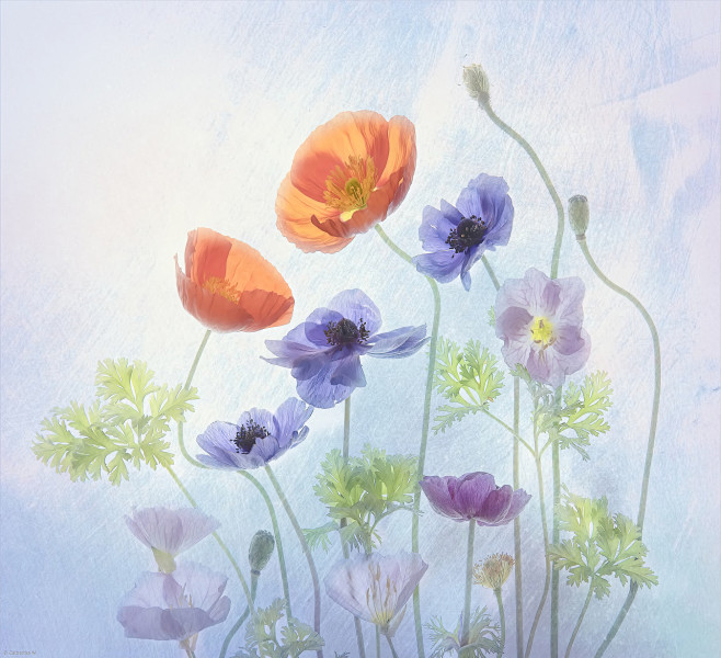 Poppy & Anemone by C...