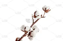 白色背景的棉花