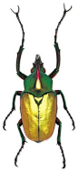 Say it with me: Theodosia perakensis. Ya.. screw that. It’s a scarab beetle.: