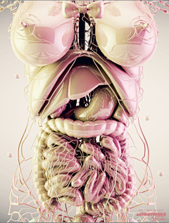 花开院盈盈采集到C4D