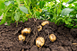 Growing Potatoes in Containers & Grow Bags - Molbak's Garden + Home : Spuds are easy to grow (even for the novice or lazy gardener) and decidedly less labor intensive when you are growing potatoes in containers or bags.
