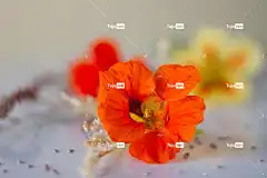 野花 投标 花壁纸 花 盛开 美丽的花朵 花卉背景 开花 植物