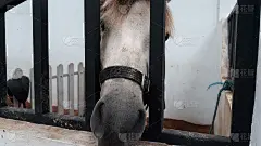 马头和黑马鞍