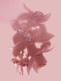Candice Milon > Overview > Flowers | Margot de Roquefeuil - Artist Management : Artworks of category Overview : Flowers (Candice Milon)
