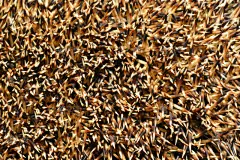 刺猬,特写,针叶,纹理,树篱,猪嘴,机敏,褐色,水平画幅,荆棘