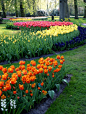 荷兰库肯霍夫(keukenhof)公园02