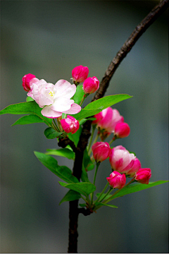 Sa_Sa采集到花