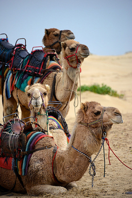 gmahan:

Camels on B...