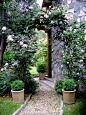 pink climbing roses