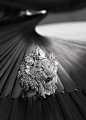 Sous le Signe du Lion – 臻品珠宝系列 – 香奈儿 : 探索香奈儿Sous le Signe du Lion臻品珠宝系列的非凡之美。如阳光般灿烂耀眼的胸针、项链、戒指，尽显王者风范。@北坤人素材