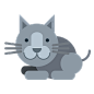 小猫 动物