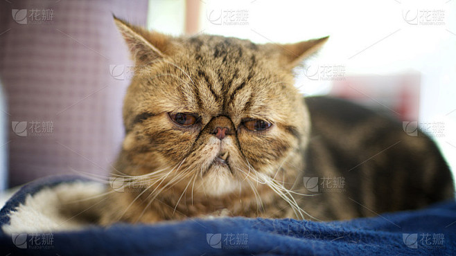 丑猫