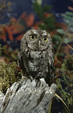 东方长尾猫头鹰(Megascops Asio)