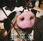 聊天斗图、表情包、情侣专用、要亲亲