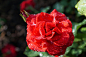 Free Rose Flower photo and picture