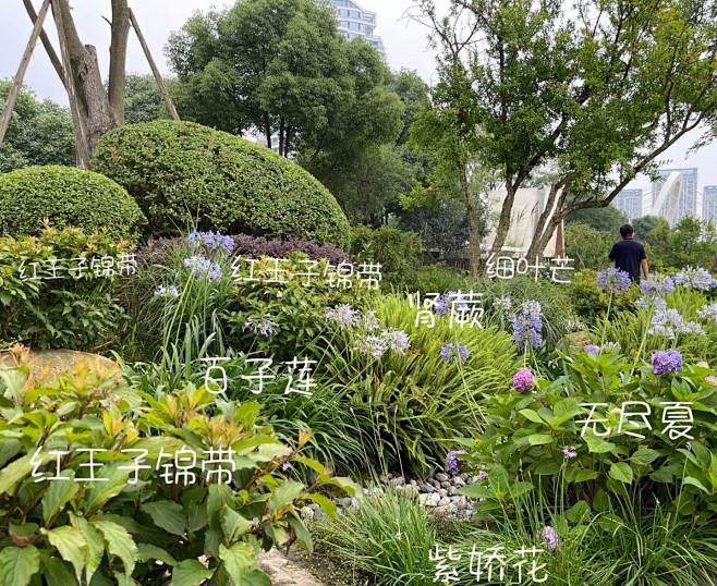 植物配置实景 (90)