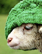 Lamb with a green wool hat.