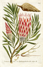 Johann Weinmann / Protea