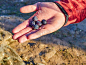 选择的重点。一个人的手拿着新鲜的蓝莓在地里。