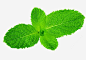 薄荷叶子png免抠素材_新图网ixintu.com